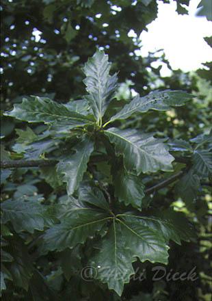 Quercus bicolor.jpg